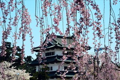 1052_弘前公園_青森
