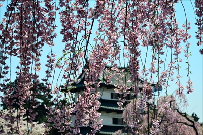 1053_弘前公園_青森