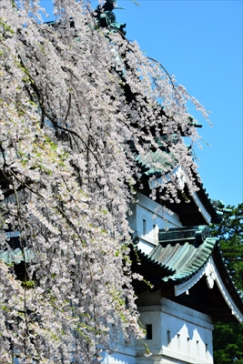 1055_弘前公園_青森