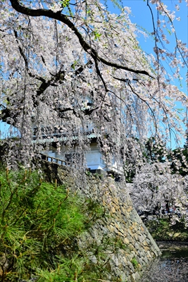 1057_弘前公園_青森