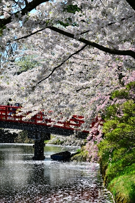 1063_弘前公園_青森