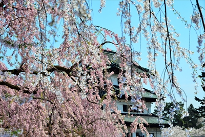 1064_弘前公園_青森