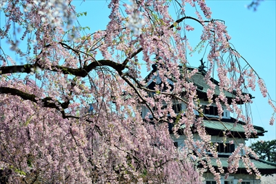 1065_弘前公園_青森