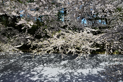 1070_弘前公園_青森