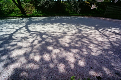 1071_弘前公園_青森