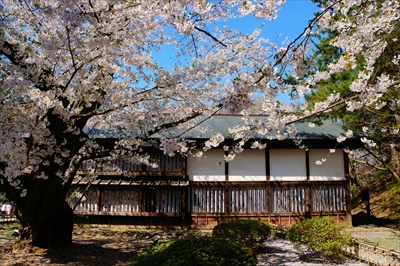 1075_弘前公園_青森