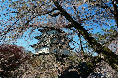 1077_弘前公園_青森