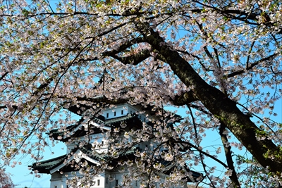 1078_弘前公園_青森