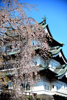 1080_弘前公園_青森