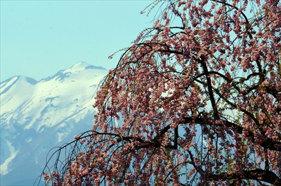1082_弘前公園_青森