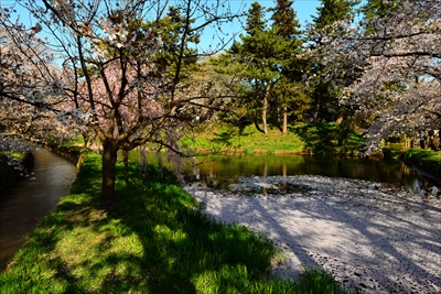 1087_弘前公園_青森