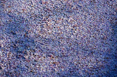 1088_弘前公園_青森