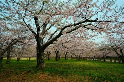 1298_芦野公園_青森