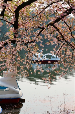 1304_芦野公園_青森