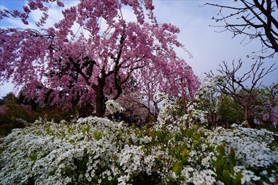 1089_弘前公園_青森