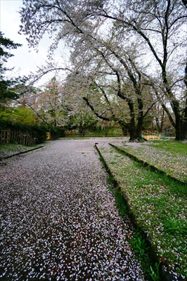 1090_弘前公園_青森