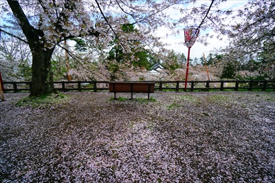 1092_弘前公園_青森