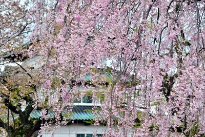 1093_弘前公園_青森