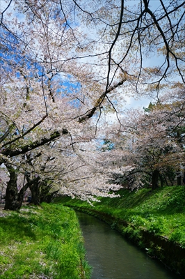 1096_弘前公園_青森