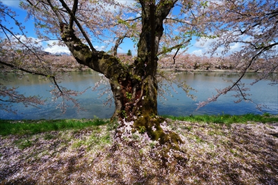 1098_弘前公園_青森