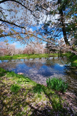 1100_弘前公園_青森