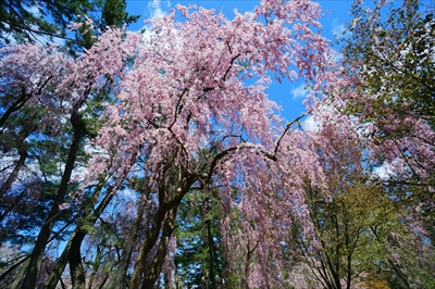 1106_弘前公園_青森