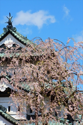 弘前公園_青森