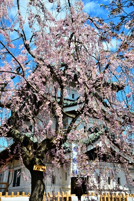 1110_弘前公園_青森