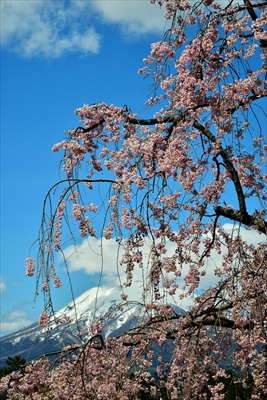 1111_弘前公園_青森
