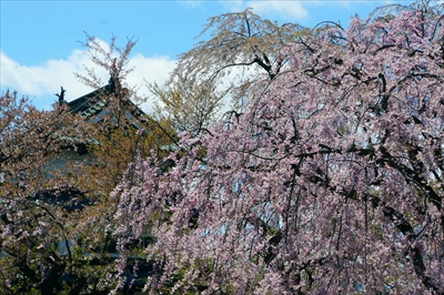 1113_弘前公園_青森