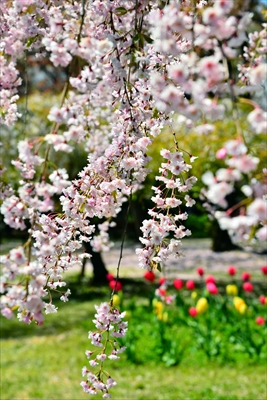 1114_弘前公園_青森