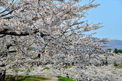 1063_函館五稜郭公園_北海道