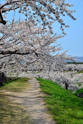 函館五稜郭公園_北海道