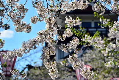 1023_横手城_秋田