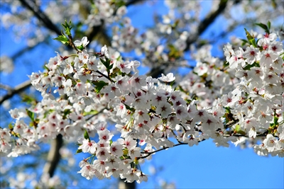 1004_横手公園牛沼_秋田