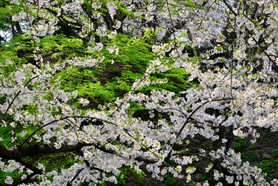 1118_弘前公園_青森