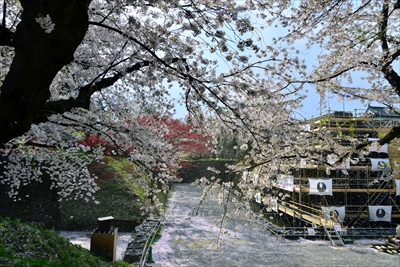 1119_弘前公園_青森