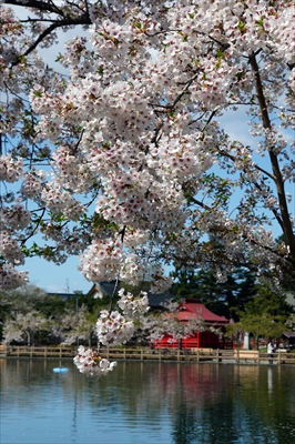 1050_猿賀公園_青森