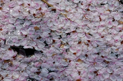 1052_猿賀公園_青森