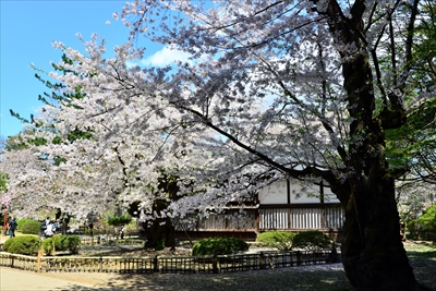 1124_弘前公園_青森