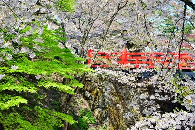 1126_弘前公園_青森