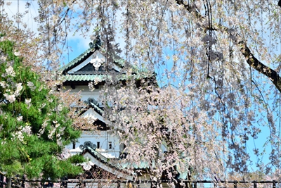 1127_弘前公園_青森