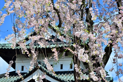 1129_弘前公園_青森