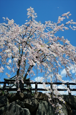 1130_弘前公園_青森