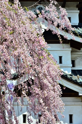 1131_弘前公園_青森