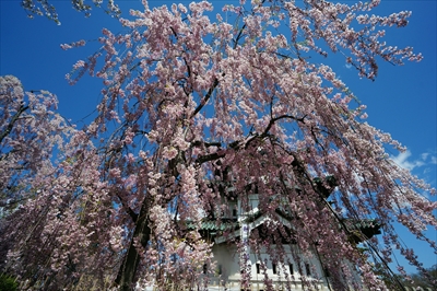 1132_弘前公園_青森