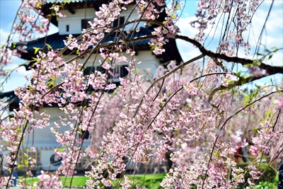 1136_弘前公園_青森