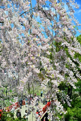 1138_弘前公園_青森