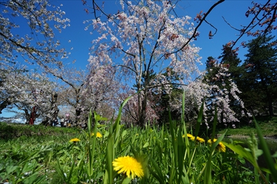 1141_弘前公園_青森