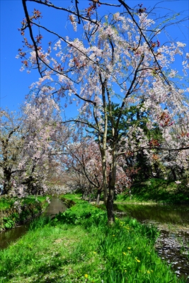 1142_弘前公園_青森